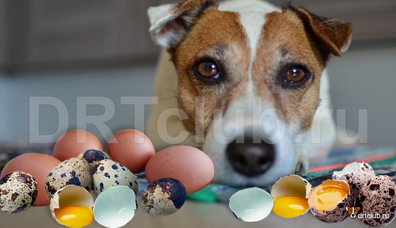 Чем полезна яичная скорлупа для собак