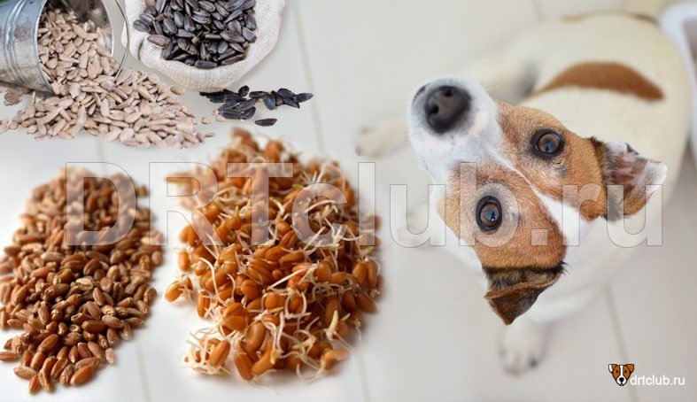 витамины для собаки при натуральном питании