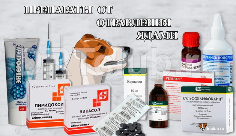 отравление лекарственными средствами животных