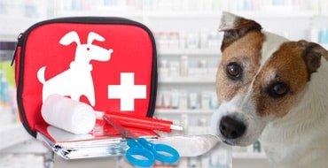 Ветеринарная аптечка для собак