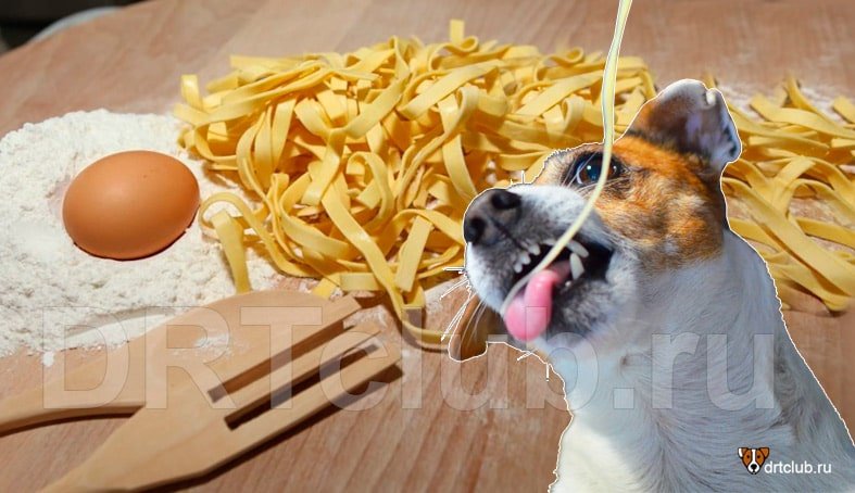 Можно ли собакам давать макароны