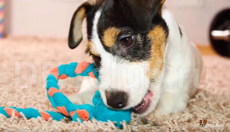 Развивающие игрушки для собак и щенков