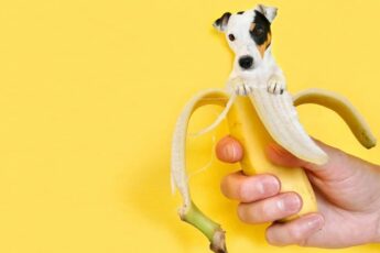 Фрукты в рационе собаки