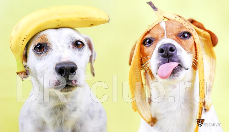 Можно ли бананы собаке