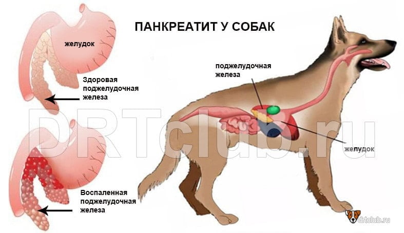 Панкреатин У Собаки Симптомы И Лечение
