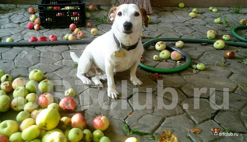 Яблоки для собак: можно или нельзя