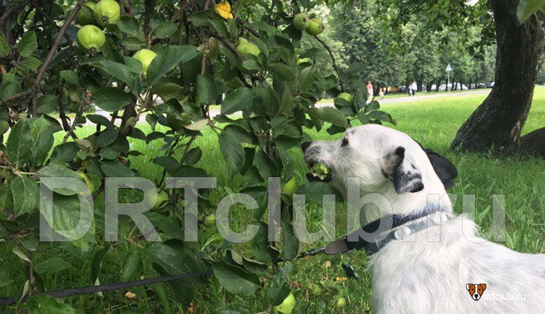 Можно ли давать яблоки собакам