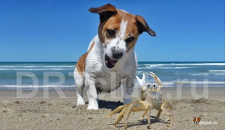 Выбор подходящего пляжа для прогулки с собакой