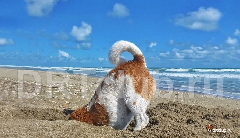 С собакой на пляж: правила и рекомендации для приятного отдыха