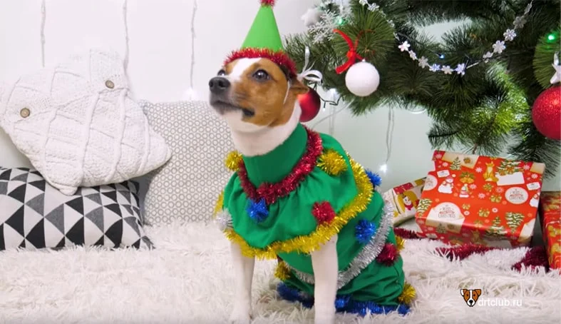 Смешной костюм для собаки на Новый год своими руками