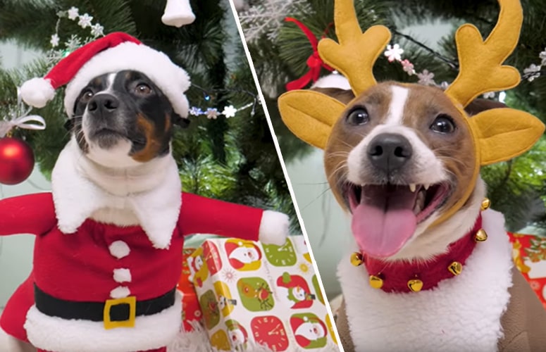 Собаки в новогодних костюмах