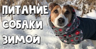 Правила кормления собаки в холодное время года
