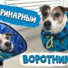 Ветеринарный воротник для собаки