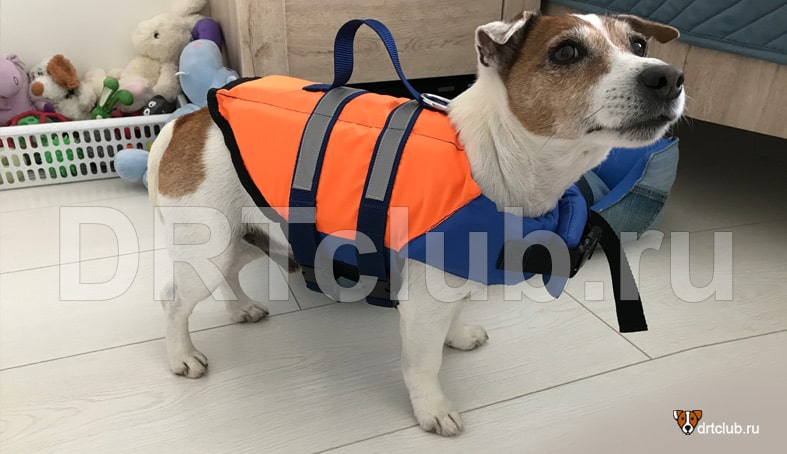 Собака в спасательном жилете