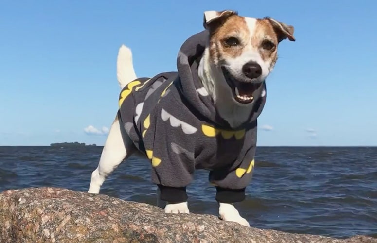 Вязаный свитер для собаки