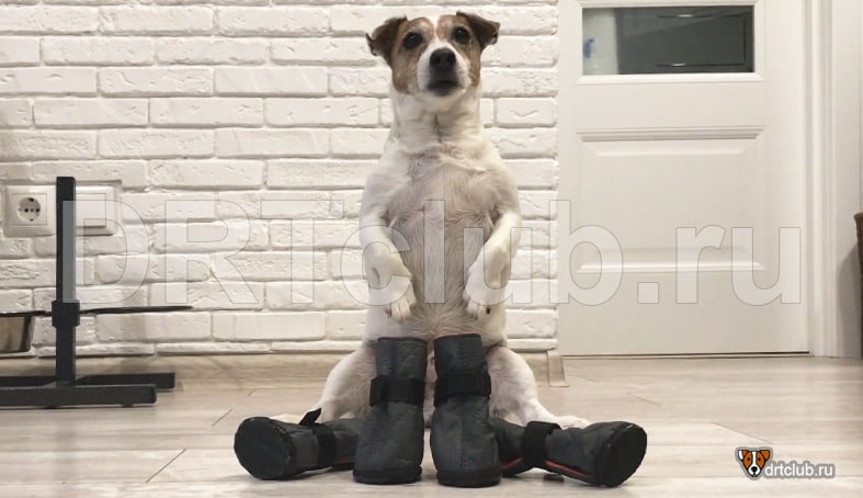 Как сшить ботинки для собаки