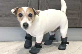 Ботиночки для маленьких собак своими руками