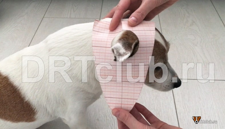 Выкройка шапки для собаки мелкой породы с ушами