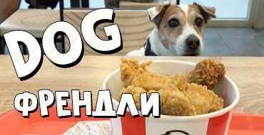 Идём с собакой в KFC