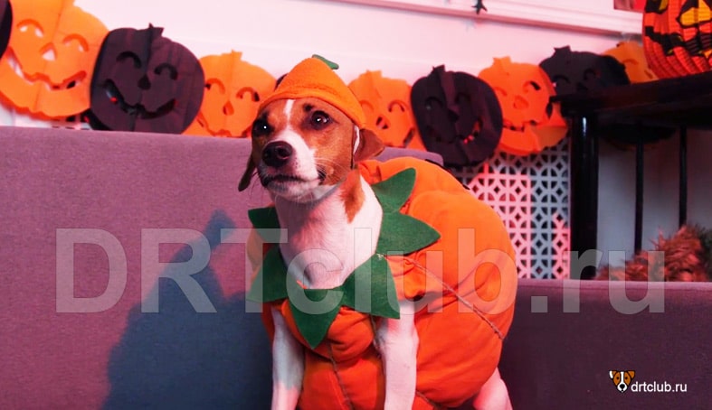 13 карнавальных костюмов к Хэллоуину для вашей собаки - выберите лучшее у disfrasex.ru