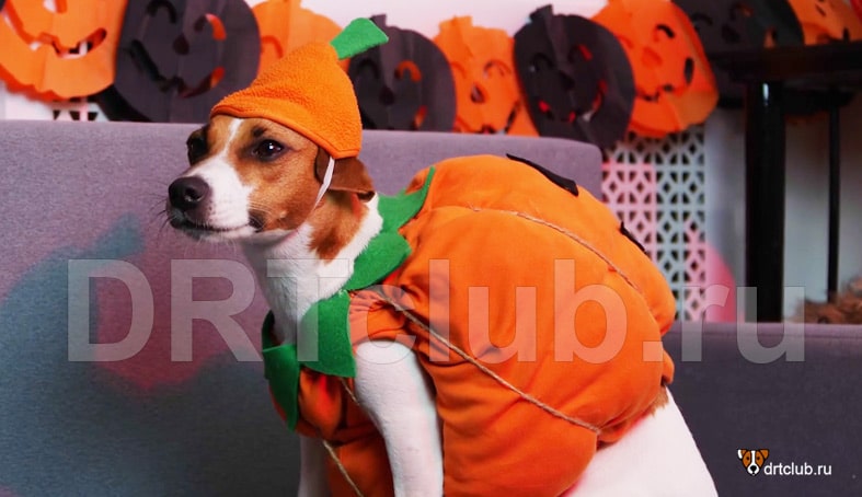 Костюм тыквы для собаки на хэллоуин