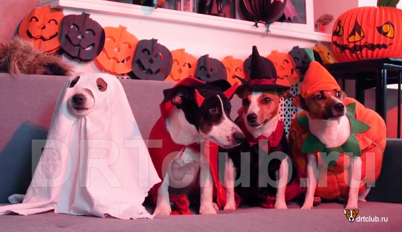 Простой костюм для собаки на хэллоуин