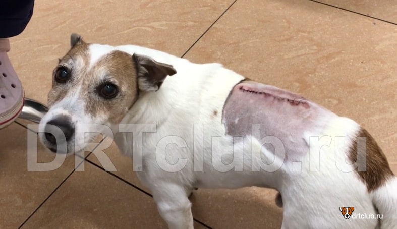 Операция по удалению шишки на спине у собаки