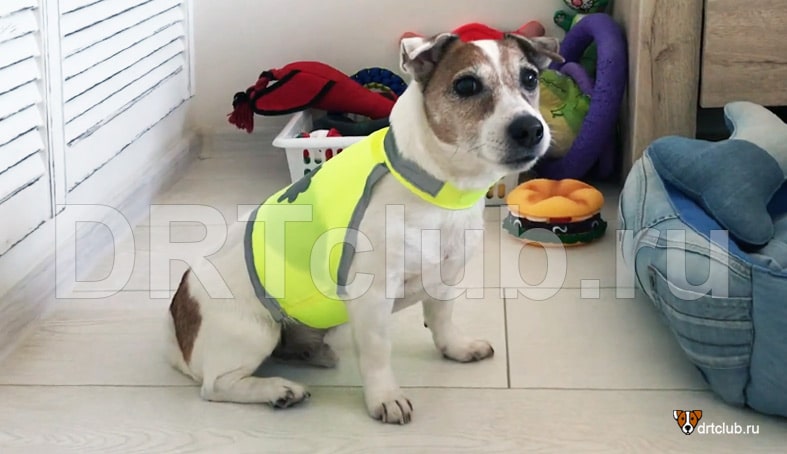 Шлейка для собак своими руками: пошаговая инструкция с видео