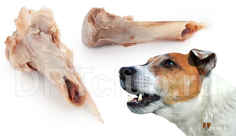 Какие кости можно давать собакам