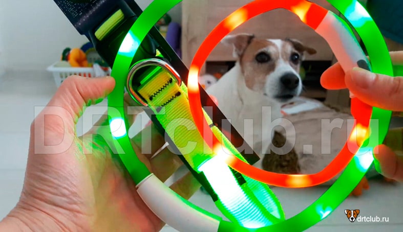 Как выбрать светящийся ошейник для собак