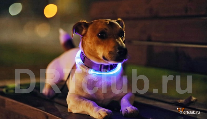 Ошейник с подсветкой для собак