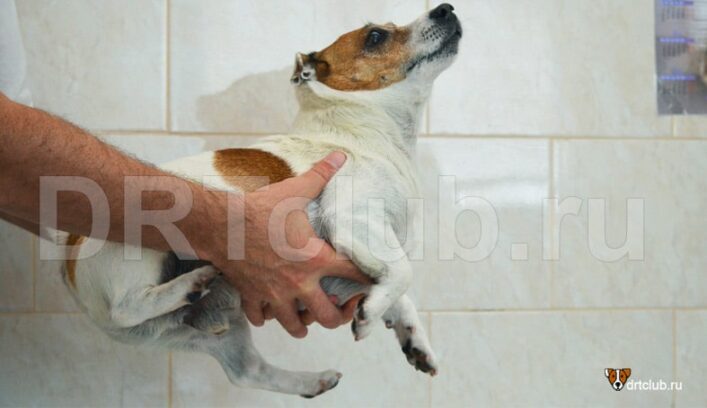 Какая вакцина для собак лучше, российская или зарубежная