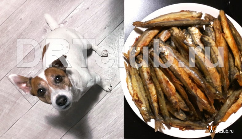 Можно ли собакам давать рыбу, и какую рыбу включать в рацион