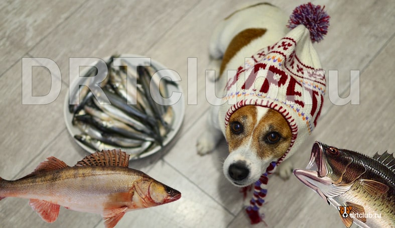 Можно ли собакам рыбу