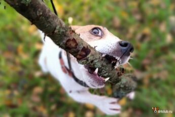 Собакам нельзя давать грызть палки