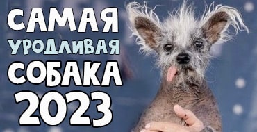 Самая уродливая собака в мире победитель 2023