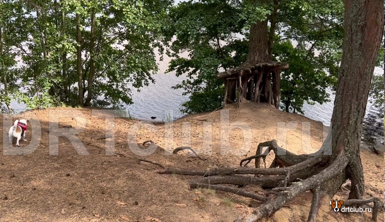 Шагающие или ходульные деревья на озере Хепоярви