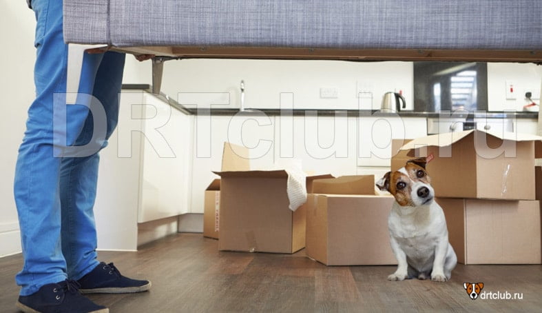 Как подготовить собаку к переезду на новую квартиру