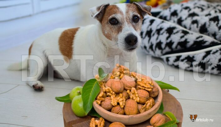 Можно ли собакам давать орехи
