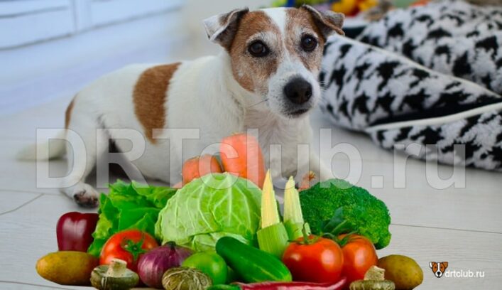 Какие овощи можно давать собаке