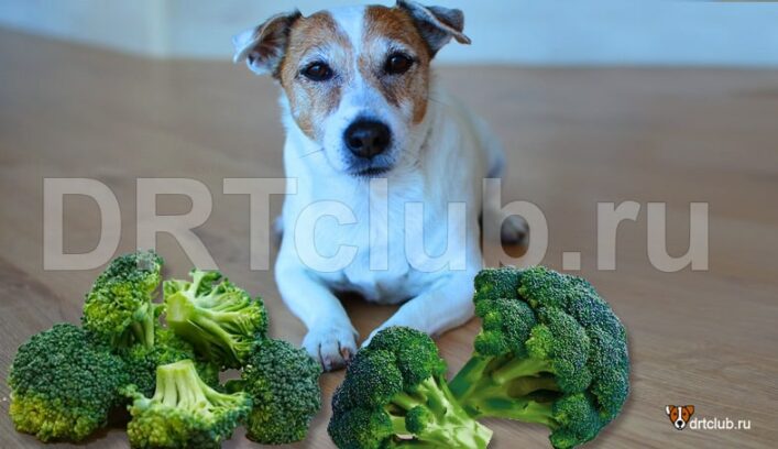 Можно ли собакам давать брокколи