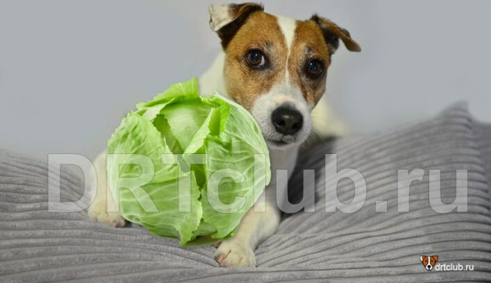 Можно ли собакам давать капусту
