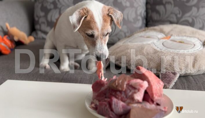 Что выбрать: сырое или отварное мясо для собак