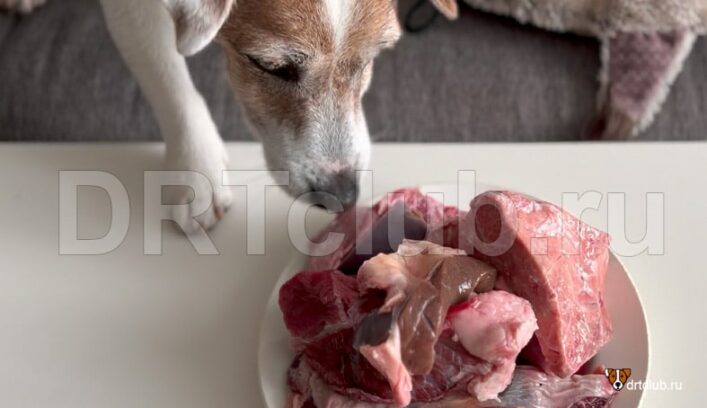 Почему лучше давать собаке отварное мясо