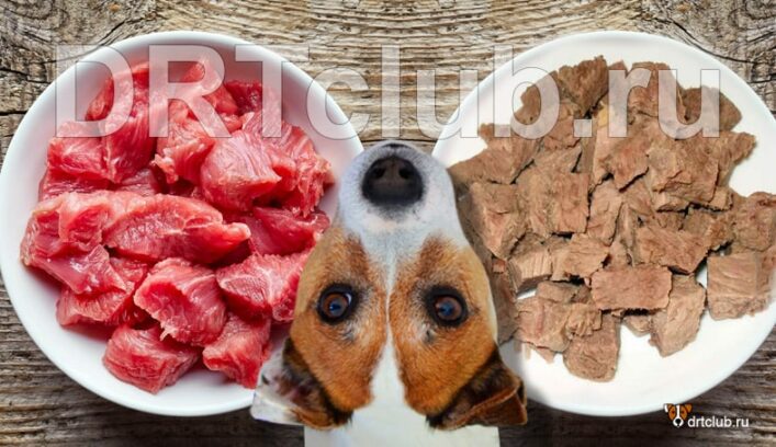 Каким мясом кормить собаку: сырым или отварным