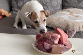 Какое мясо давать собаке: сырое или отварное