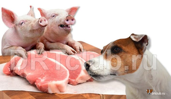 Можно ли собаке давать свинину
