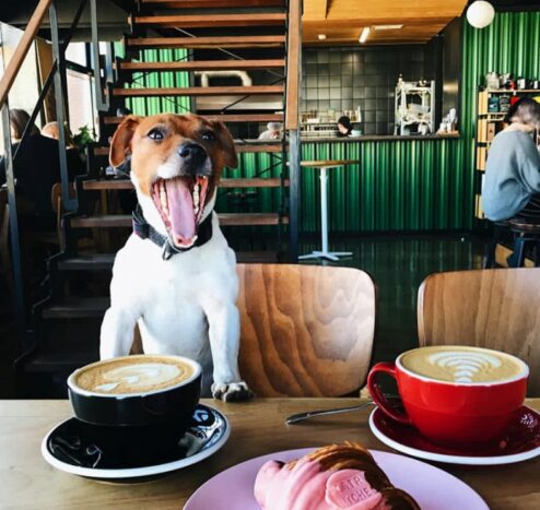 В какие кафе пускают с собакой