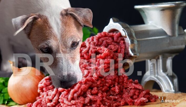 Почему не стоит давать мясной фарш собакам