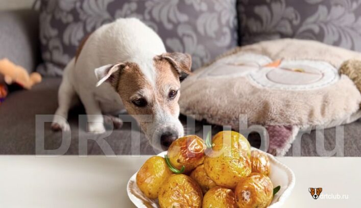 Можно ли кормить домашнюю собаку картошкой